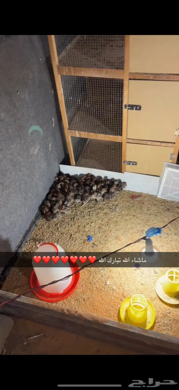 صوص فيومي العمر 35 يوم 3