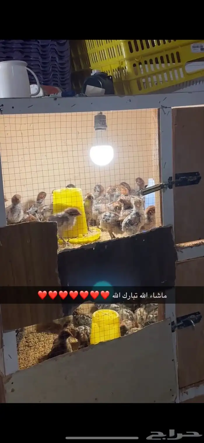 صوص فيومي العمر 35 يوم 1