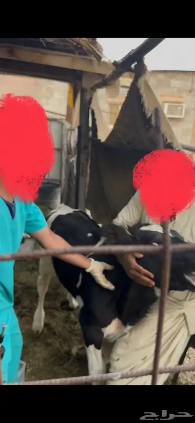 عجل هولندي فاخر عمره ثلاثة شهور index