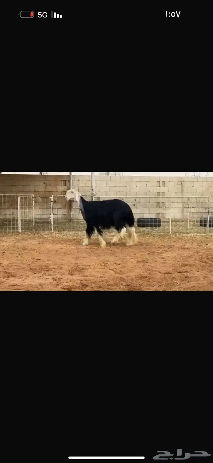 عرض بيع فحل مشروط النسف 1
