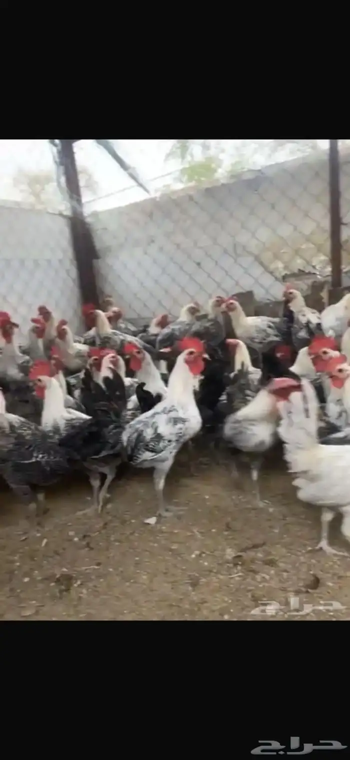عدد 250 ديك فيرمي للبيع 0