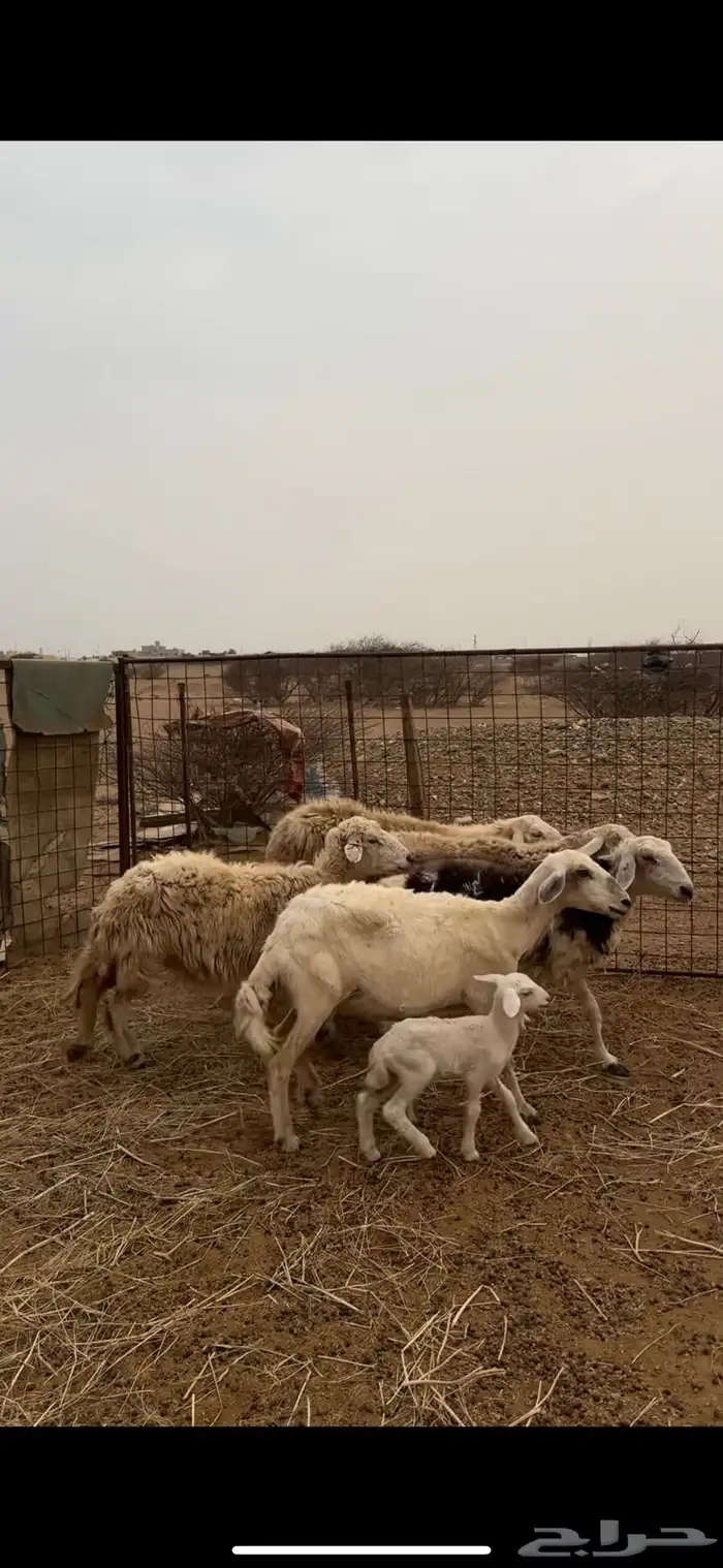 ضان ولد طيبة 2