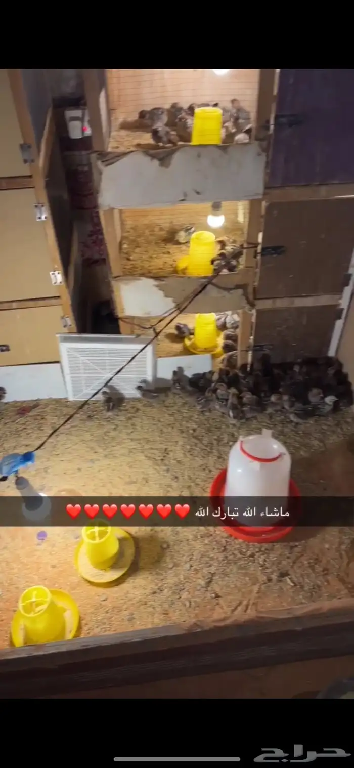 صوص فيومي العمر 35 يوم 0
