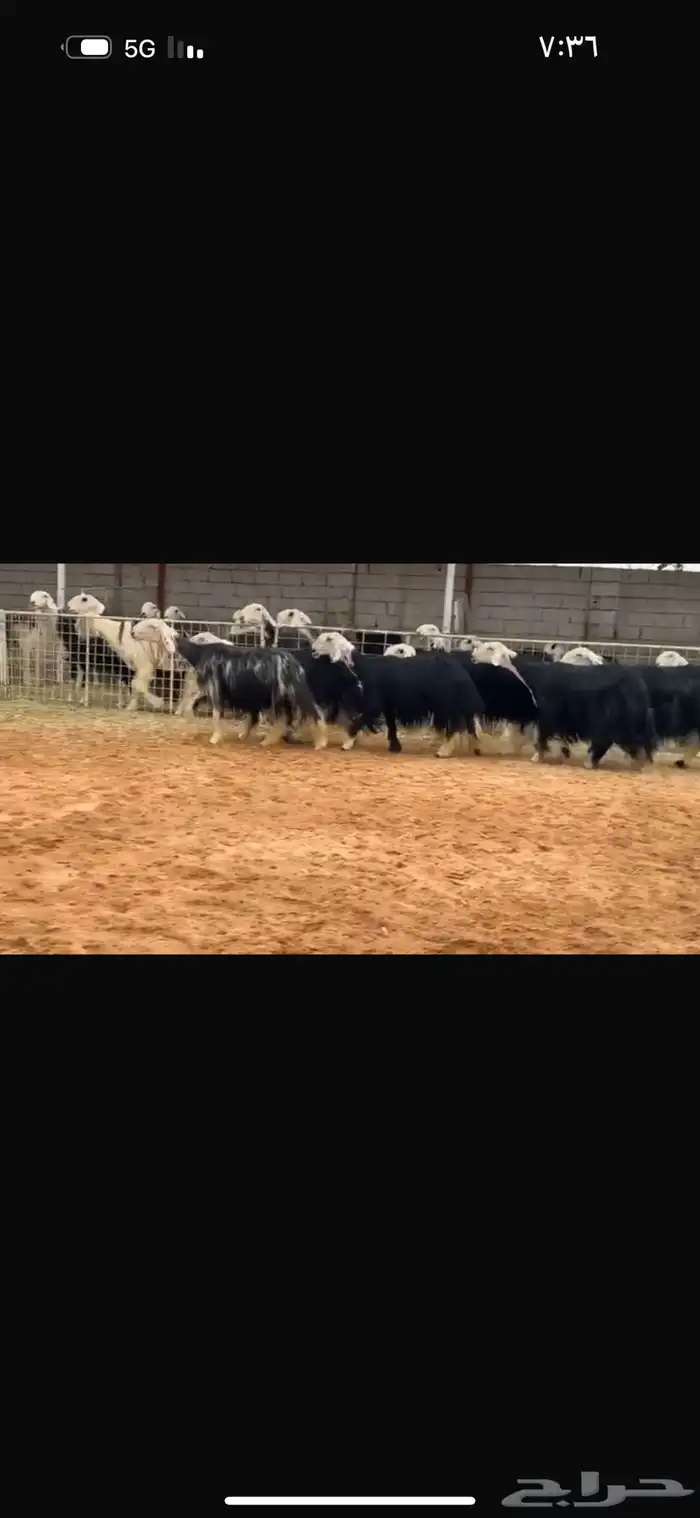 عرض بيع نجد مراح 2