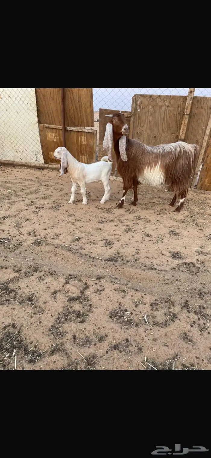 عنز مشروكه متبع 2