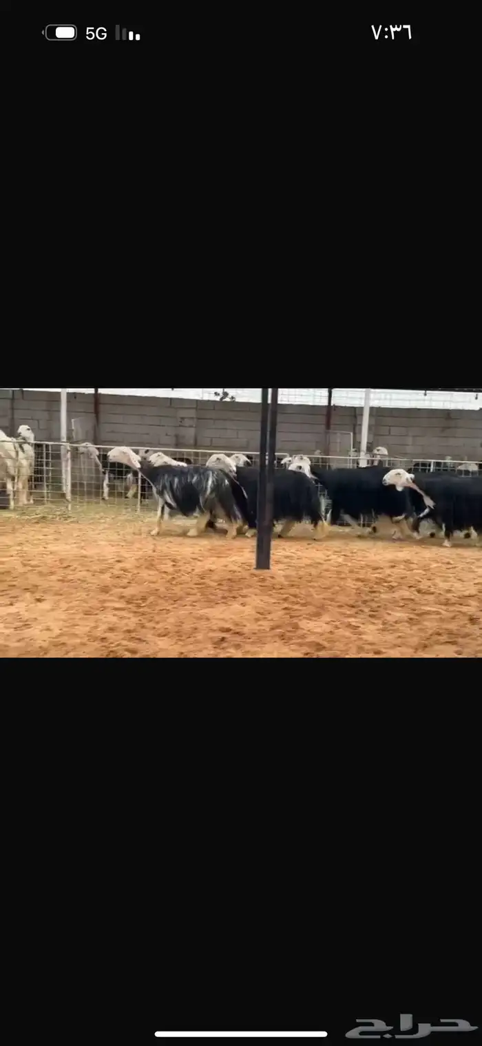 عرض بيع نجد مراح 4