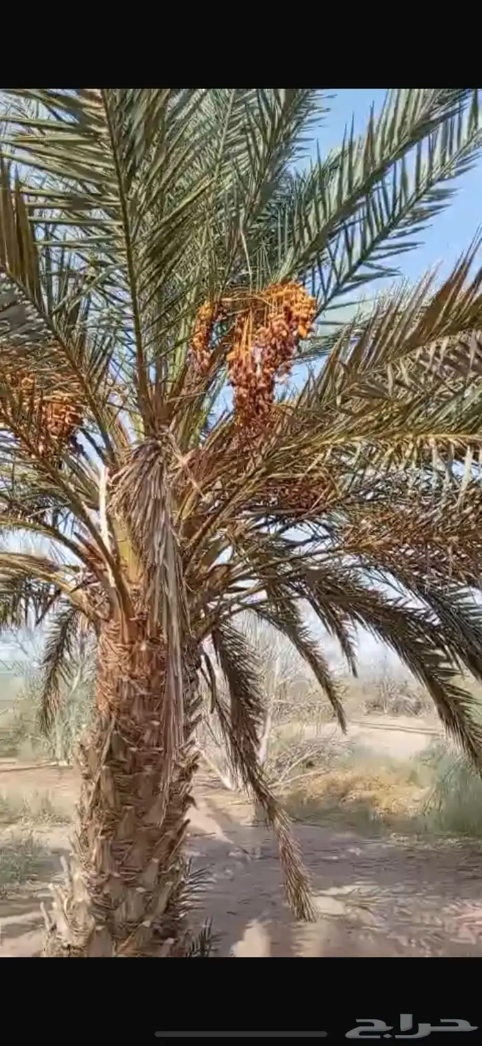 صيف مزرعة بالعلا نخل مبروم للبيع 2