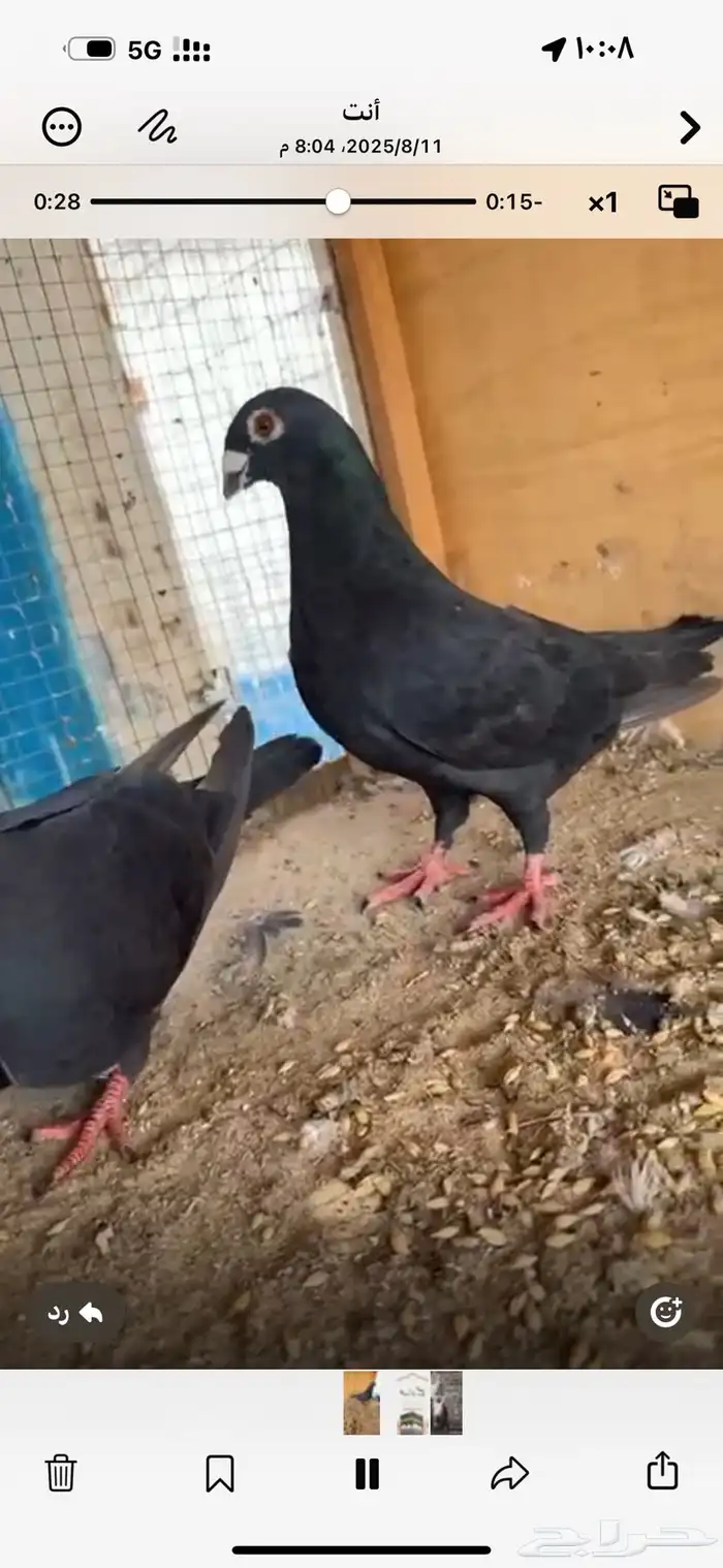 زاجل اسود سك لماع جوز تركيب جديد 1