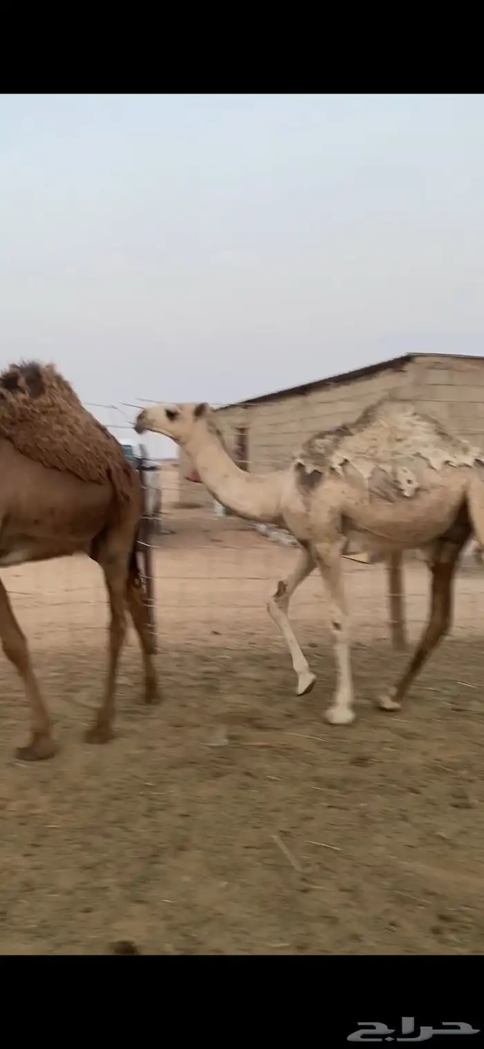 للبيع قعدان مفاريد 1