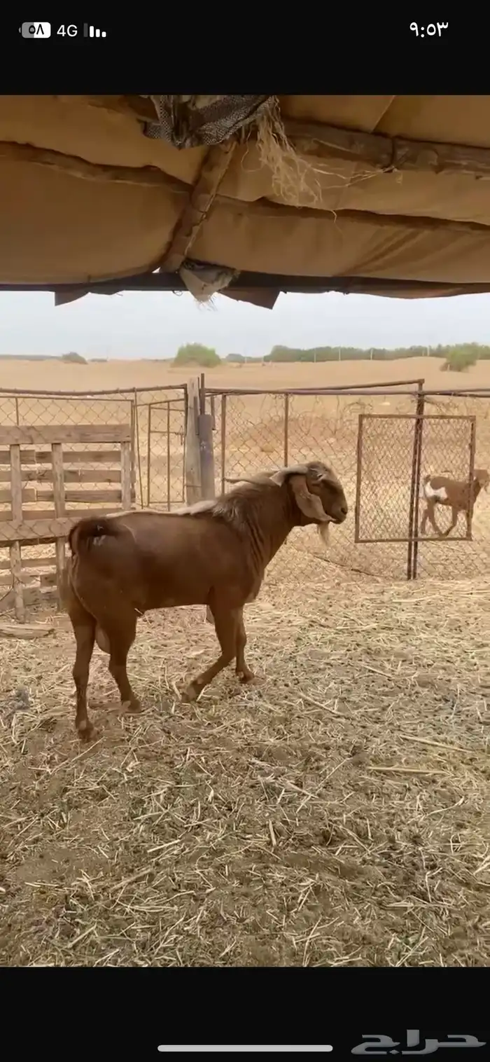 فحل ادهم مهجن كايف 2