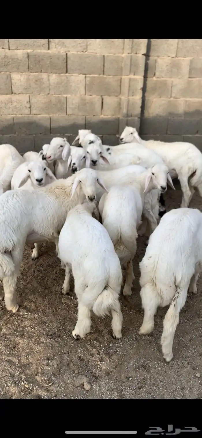 بهم هرافى 0