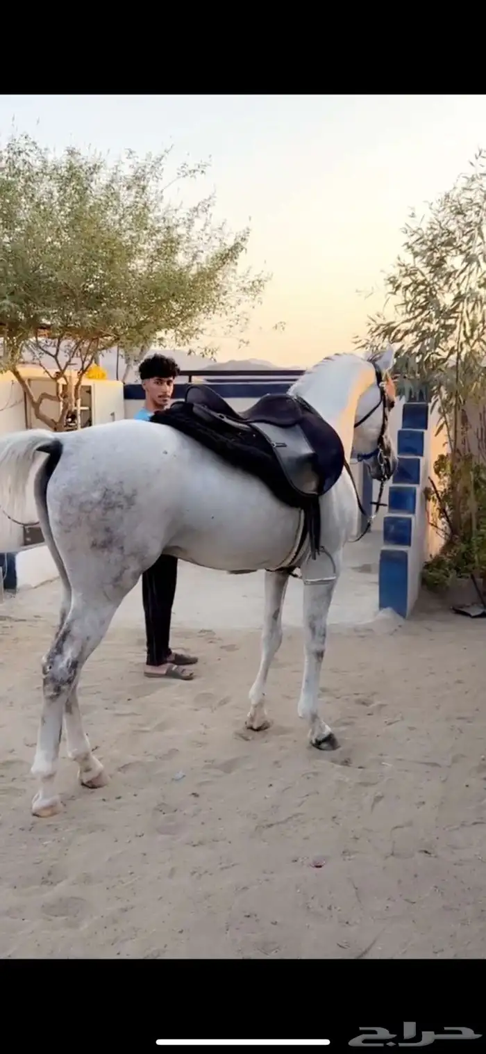 حصان جزيري بيور 4