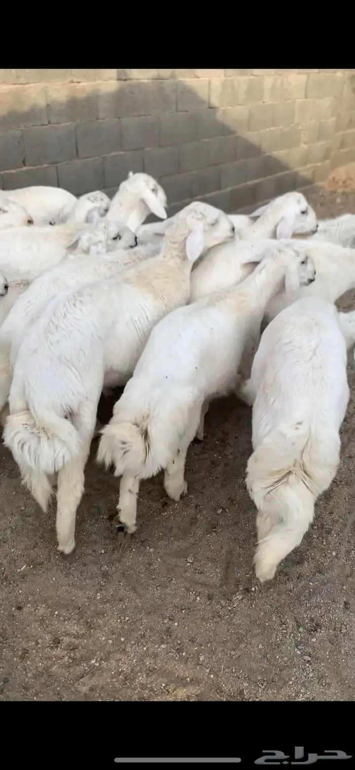 بهم هرافى 1