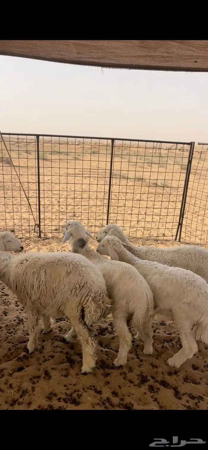 بهم حري بري 6