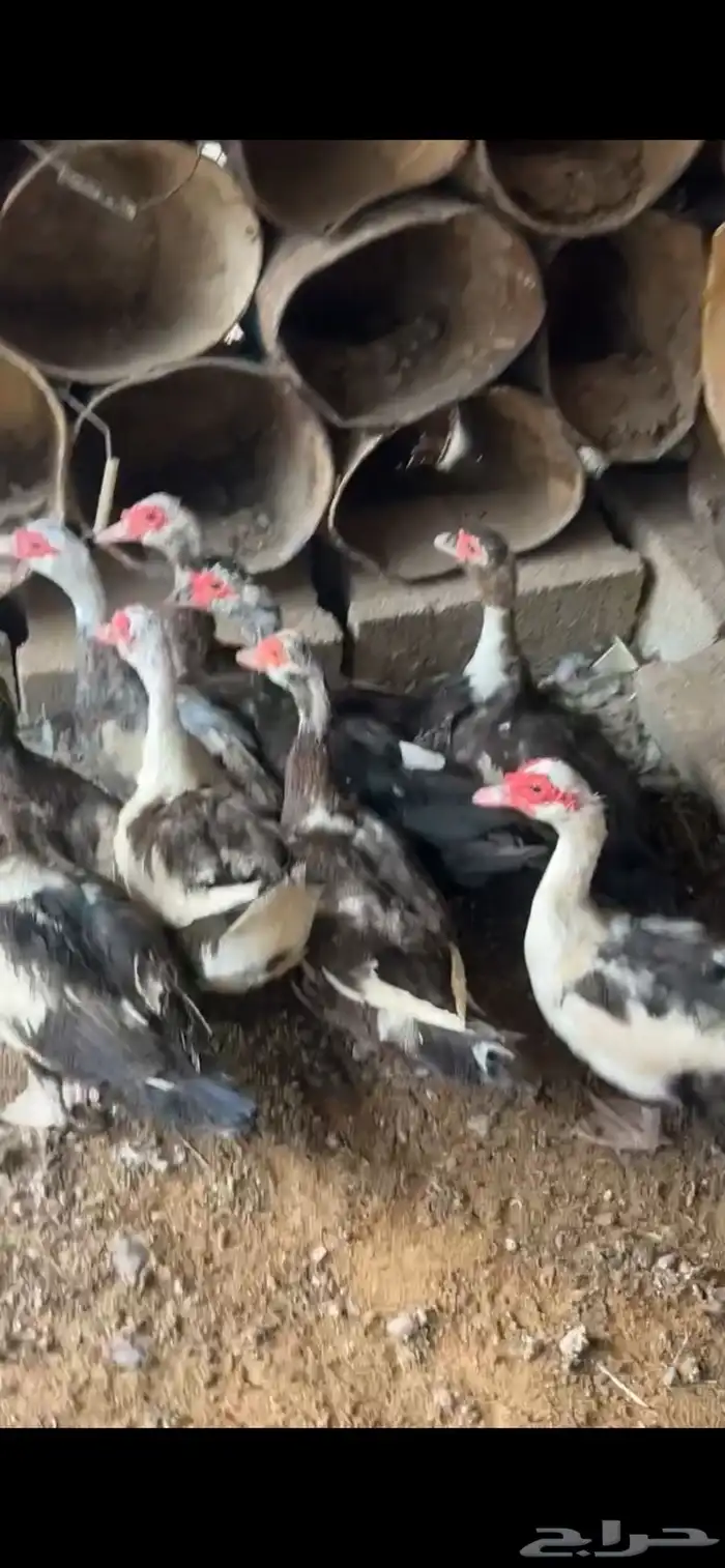 بط بح العدد 9 اناثي بياض 0