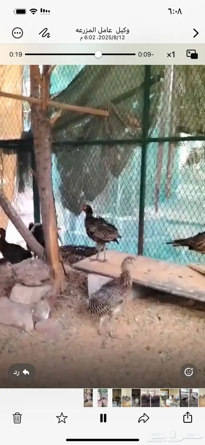 صوص فزن او فزنت امريكي 0