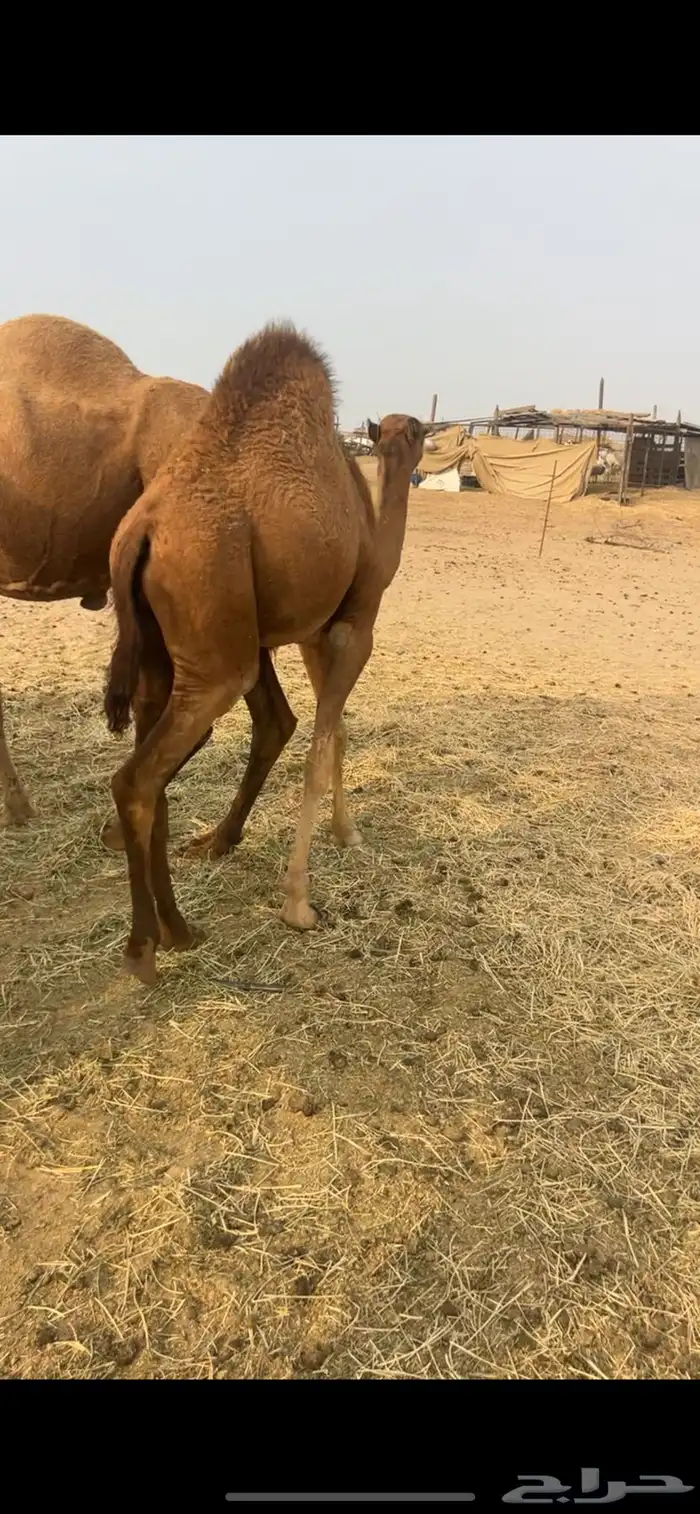 قعود شحم فاخر 3