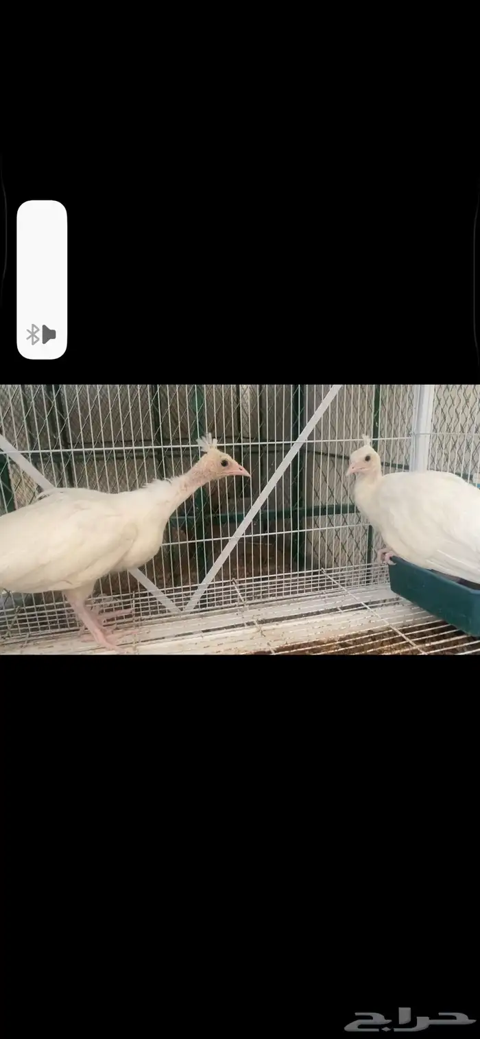 طاووس ابيض فروخ تبارك الله 0