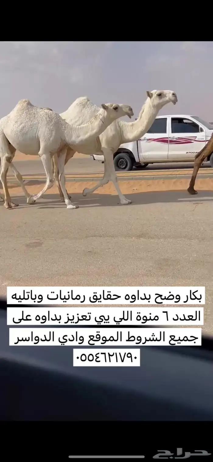 بكار وضح رمانيات وباتليه العدد 6 0