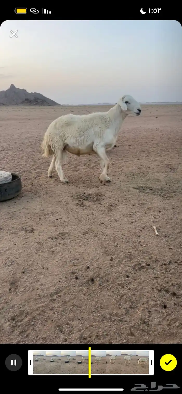 طلي مشروط اسن ثني اطلي حار وطيب 1