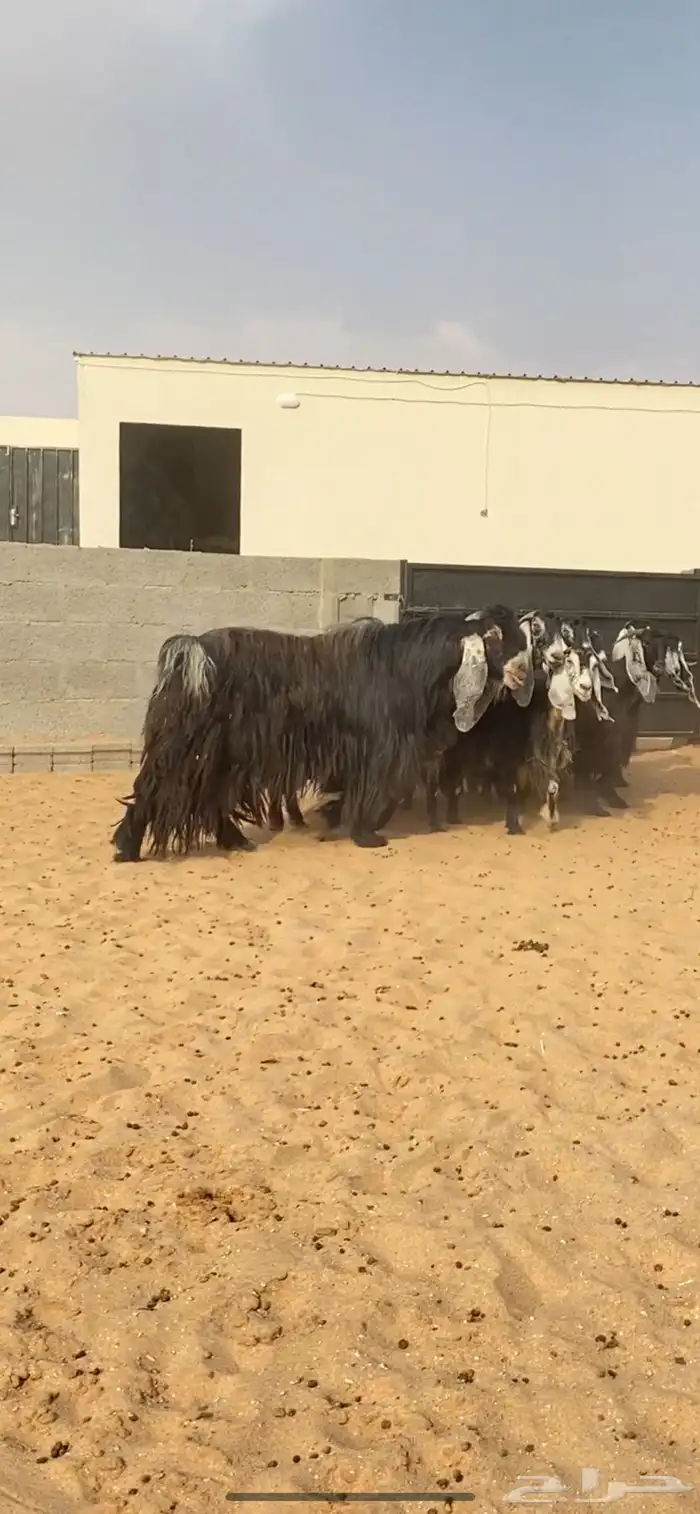 معزا عوارض صنف خلفات 1