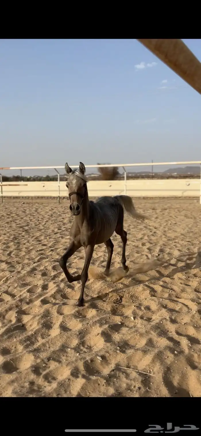 مهر شعبي فاخر 0
