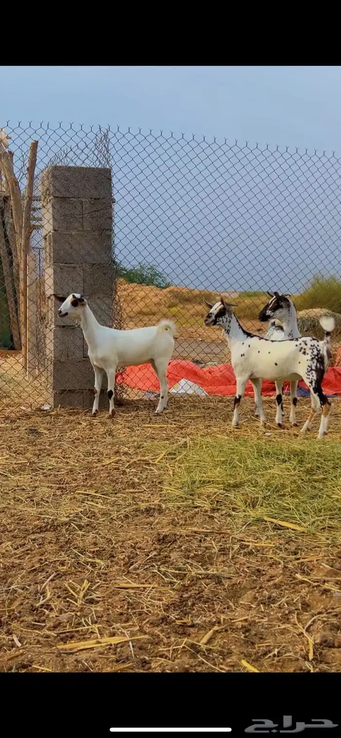 جفير بيشيات فاخره 1