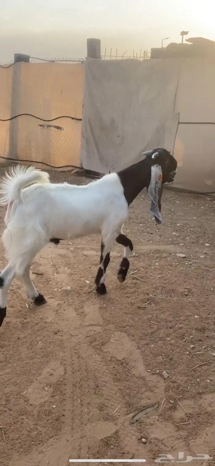 مشروع فحل مشروك 1