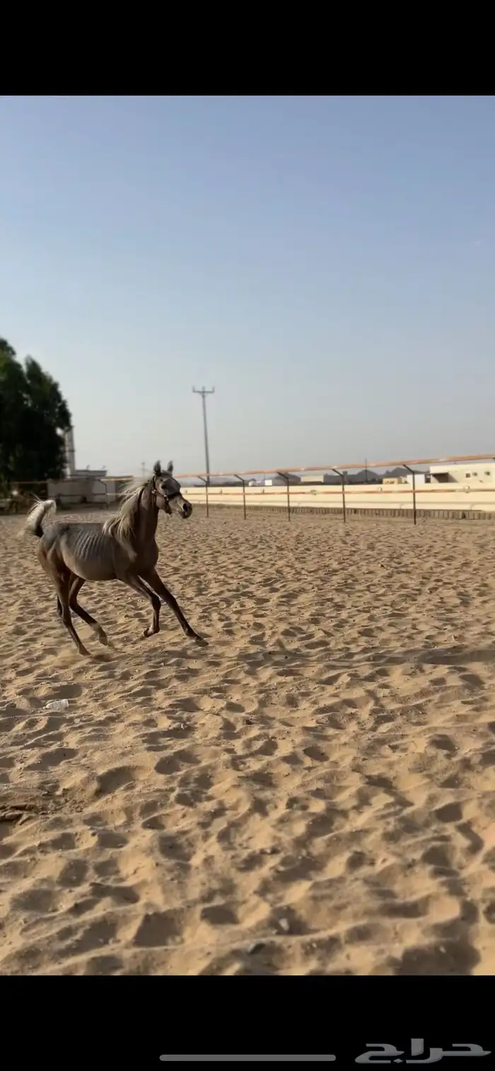 مهر شعبي فاخر 3