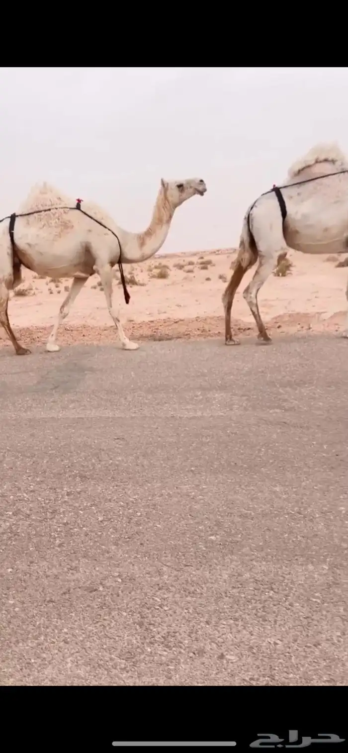 نياق لقحة كفوو 1