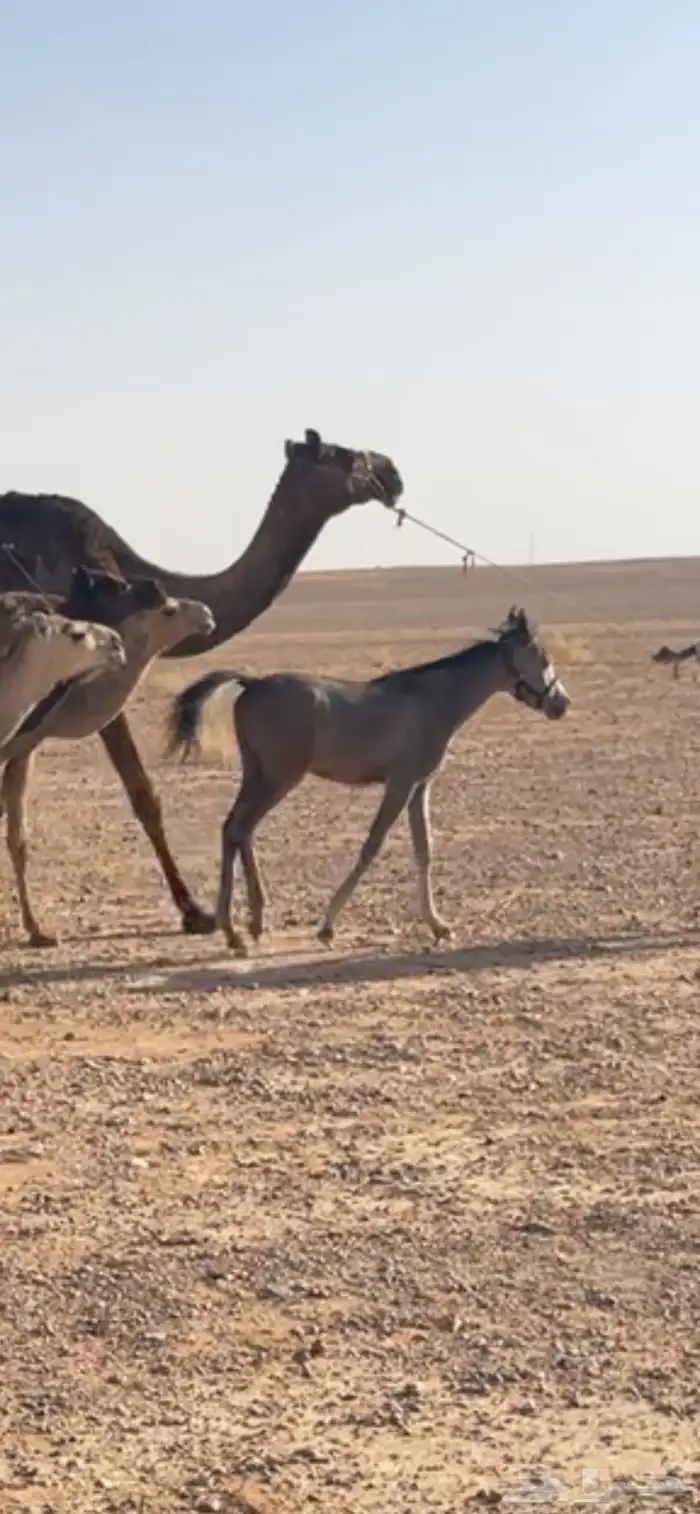 للبيع مهر حصان 0