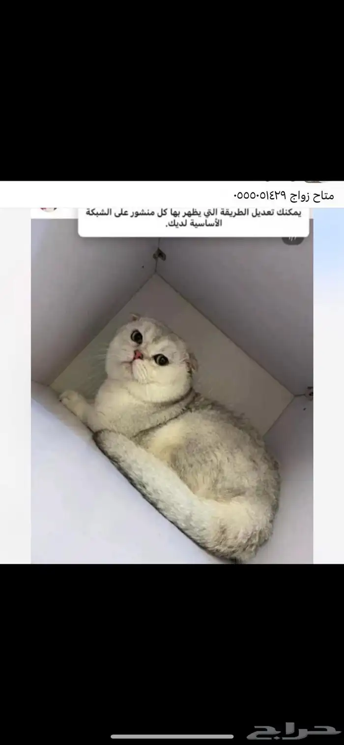 اوتيل قطط و سمك سلاحف كلشي 1