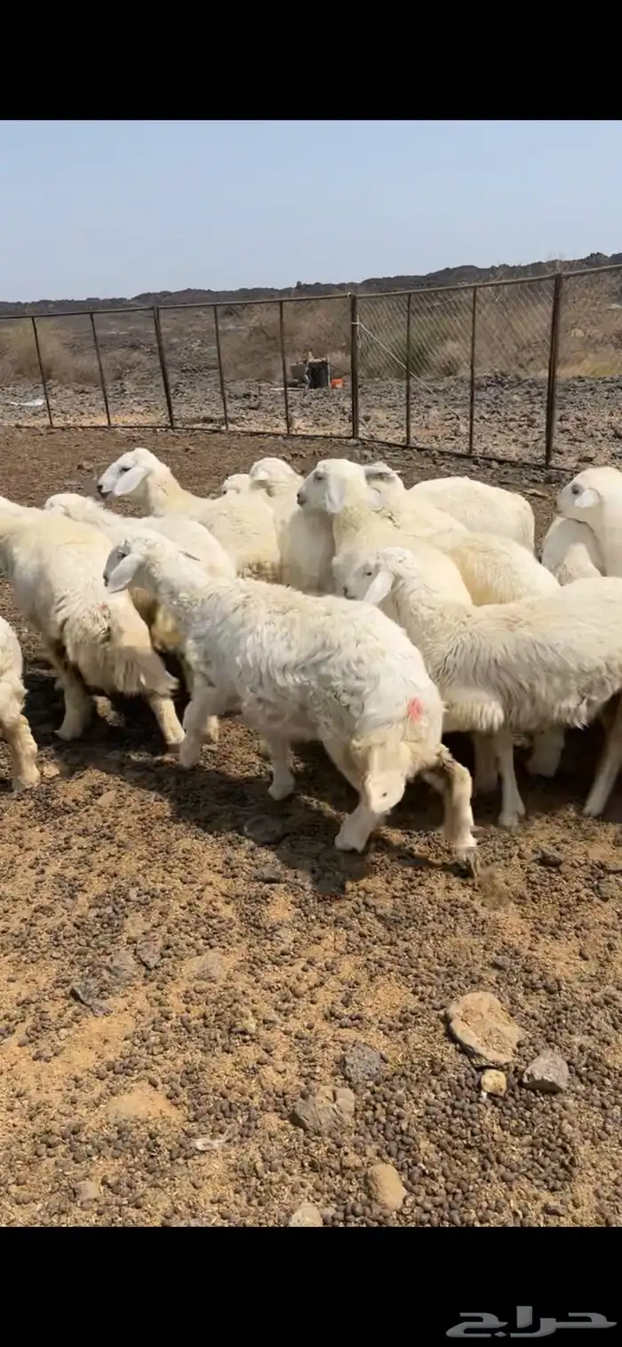 تم البيع 1
