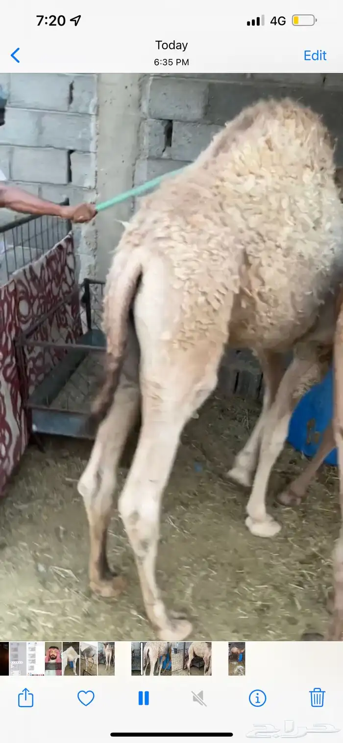 حوار فاخر على حليب 1