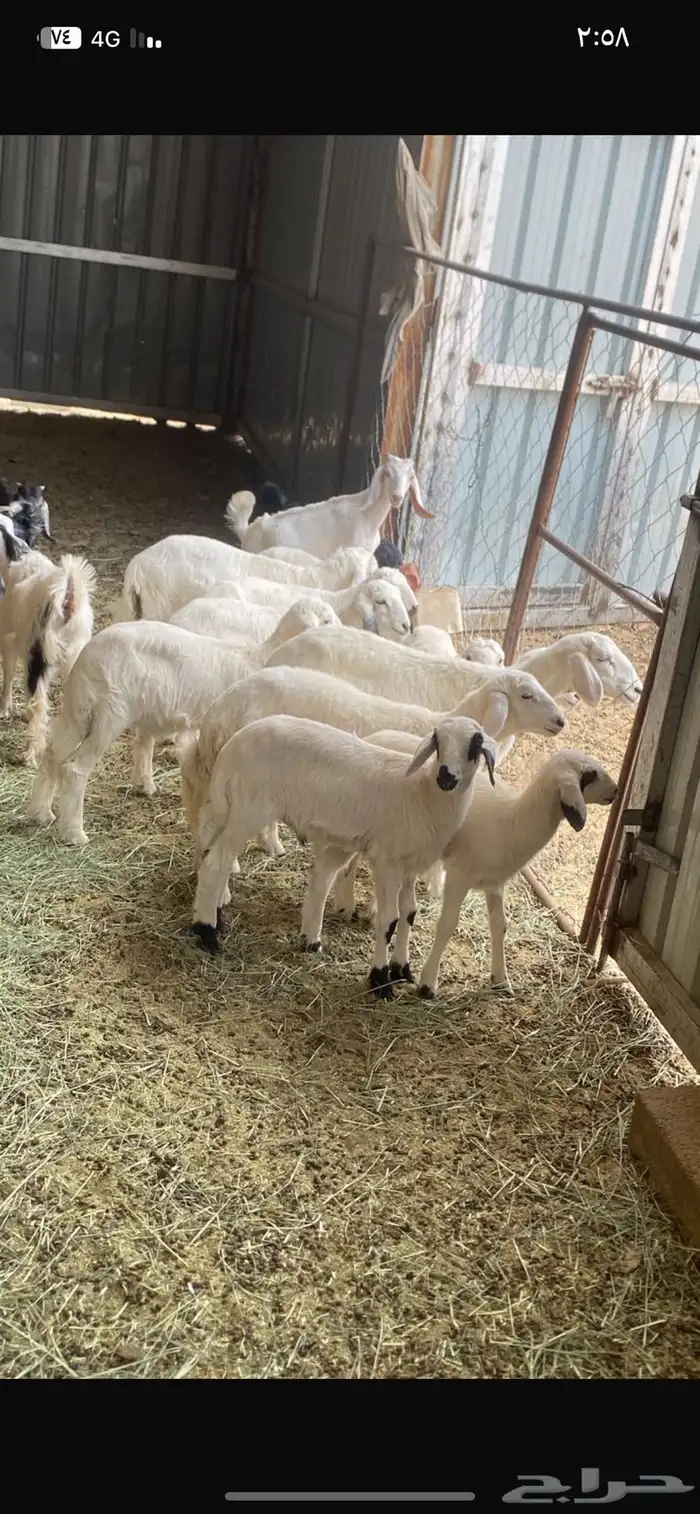 طليان ورخال 0