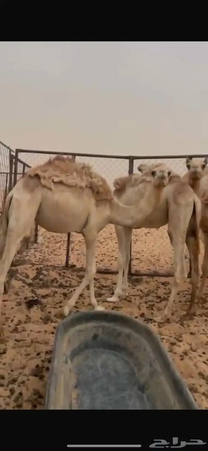 مفاريد للبيع 3