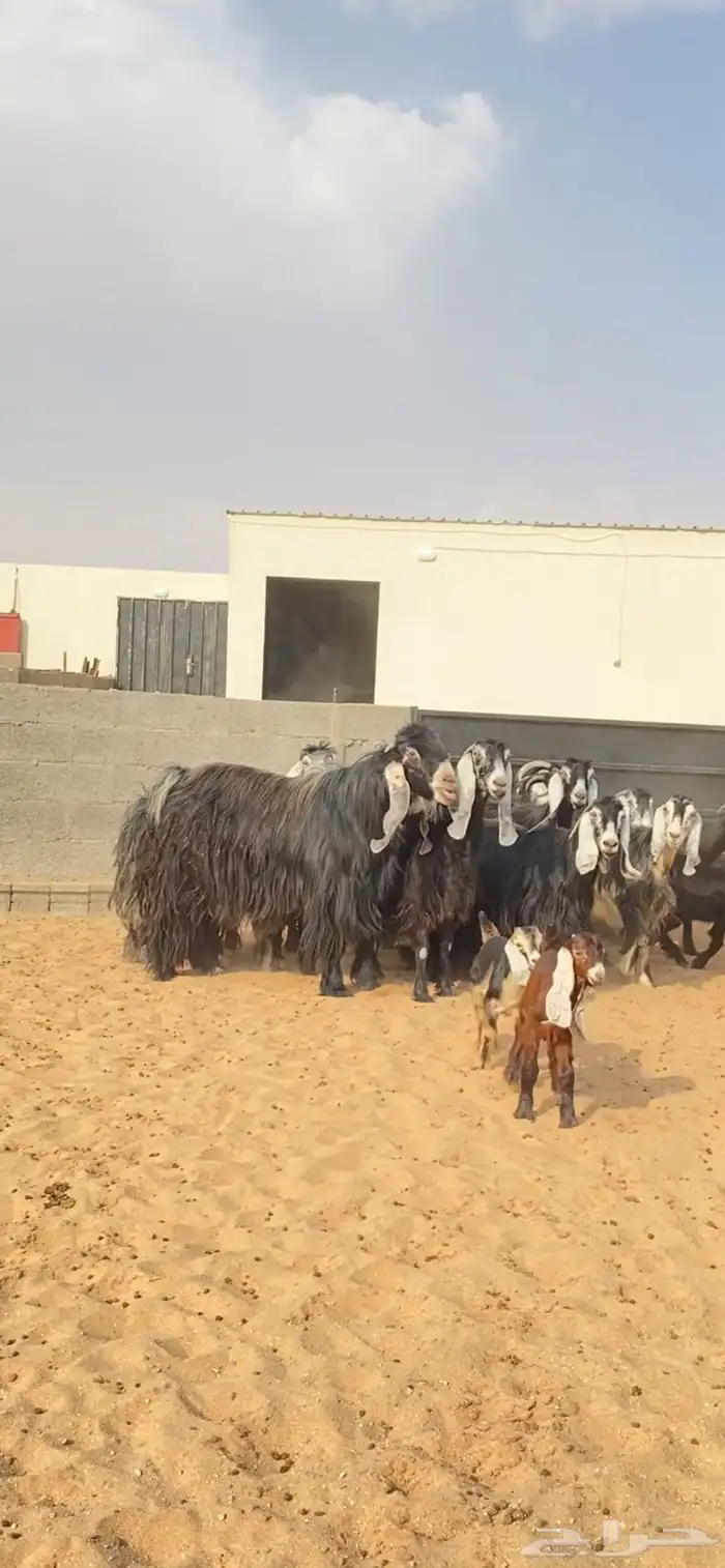 معزا عوارض صنف خلفات 0