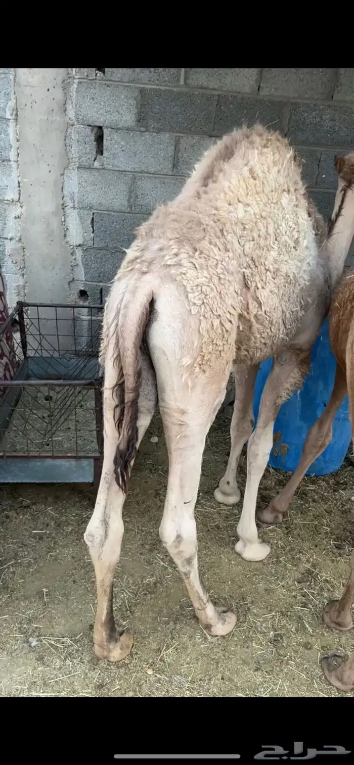 حوار فاخر على حليب 0