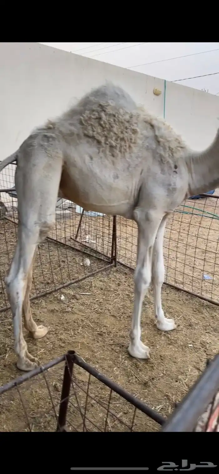 قعود فاخر 1