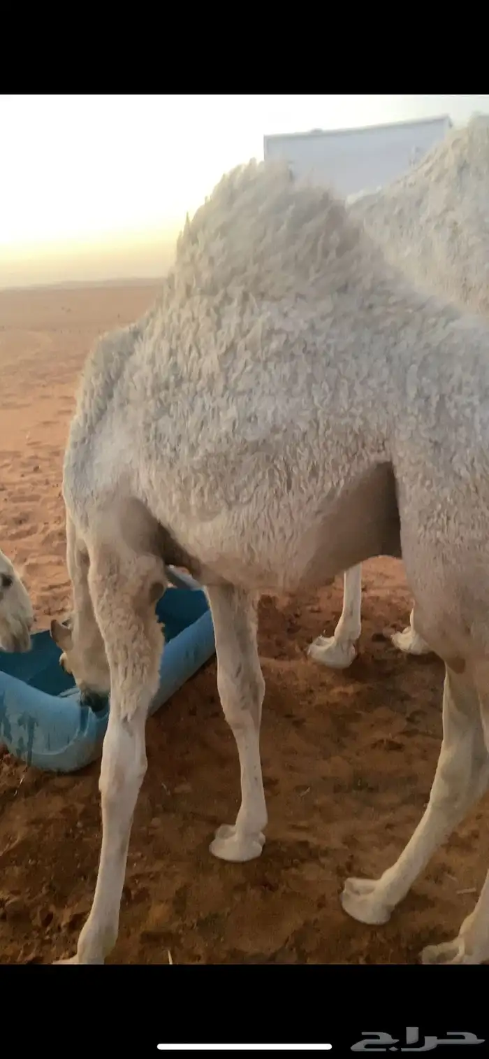 قعود ذبيحه 2