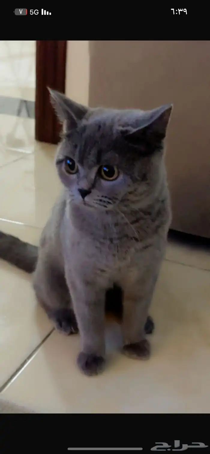 اوتيل قطط و سمك سلاحف كلشي 4