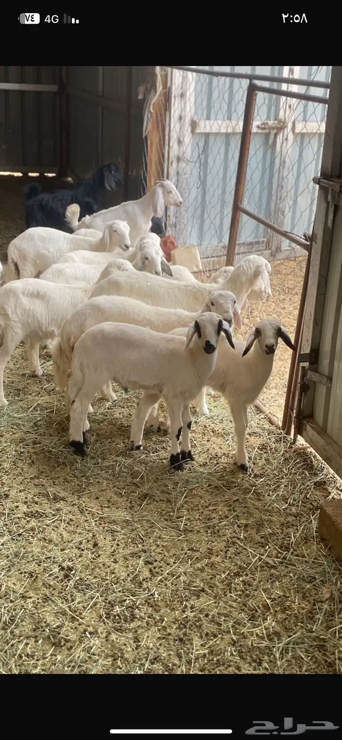 طليان ورخال 1