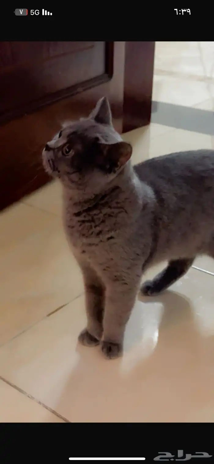 اوتيل قطط و سمك سلاحف كلشي 5