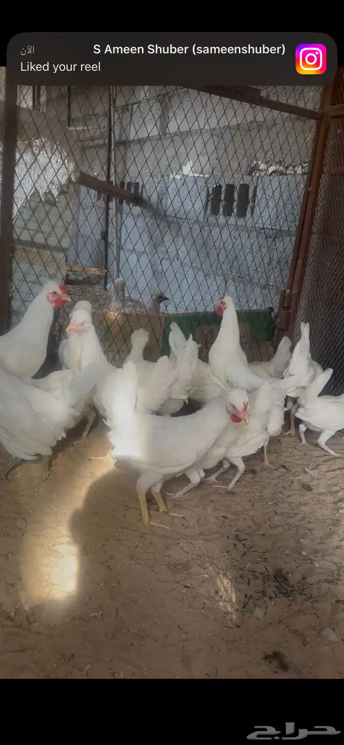 دجاج ودياك 2