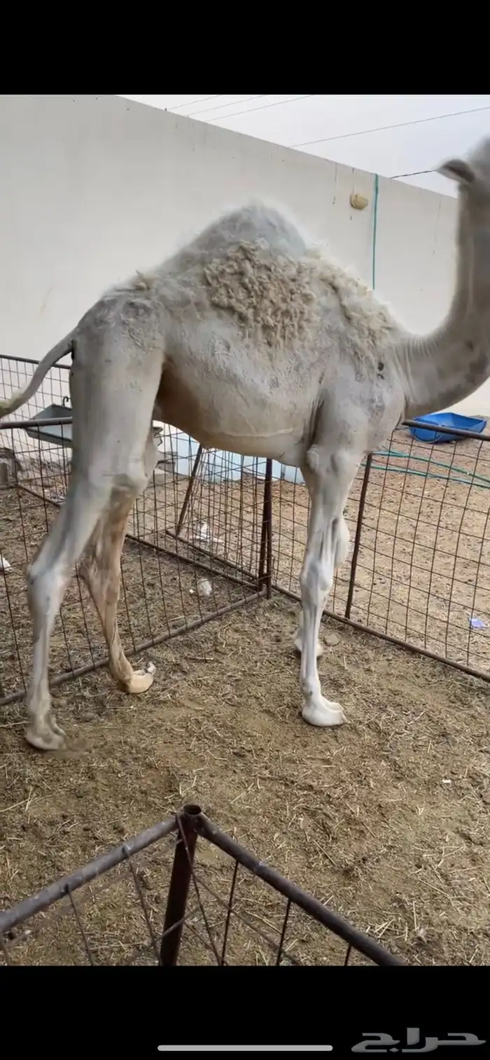 قعود فاخر 0