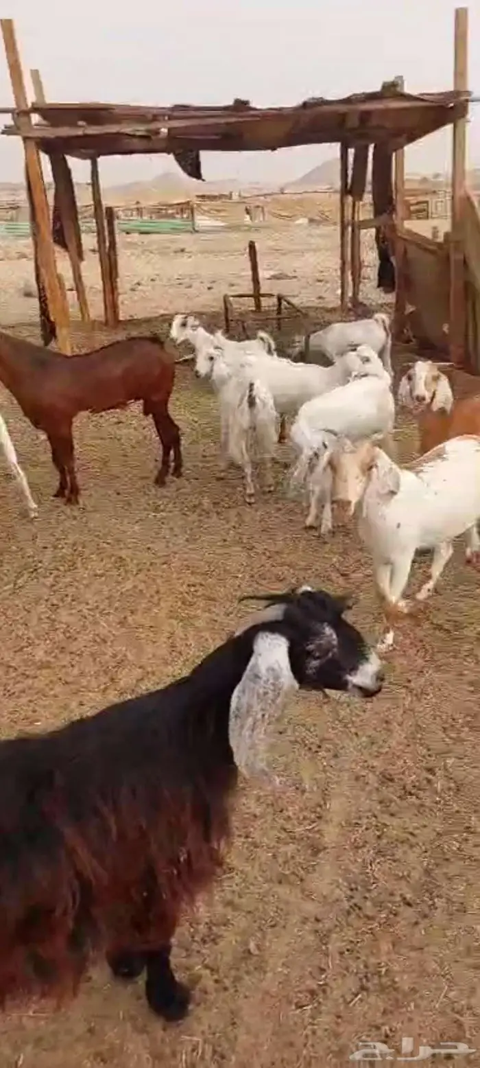 جفار مع الفحل ومعزا خلفات 7