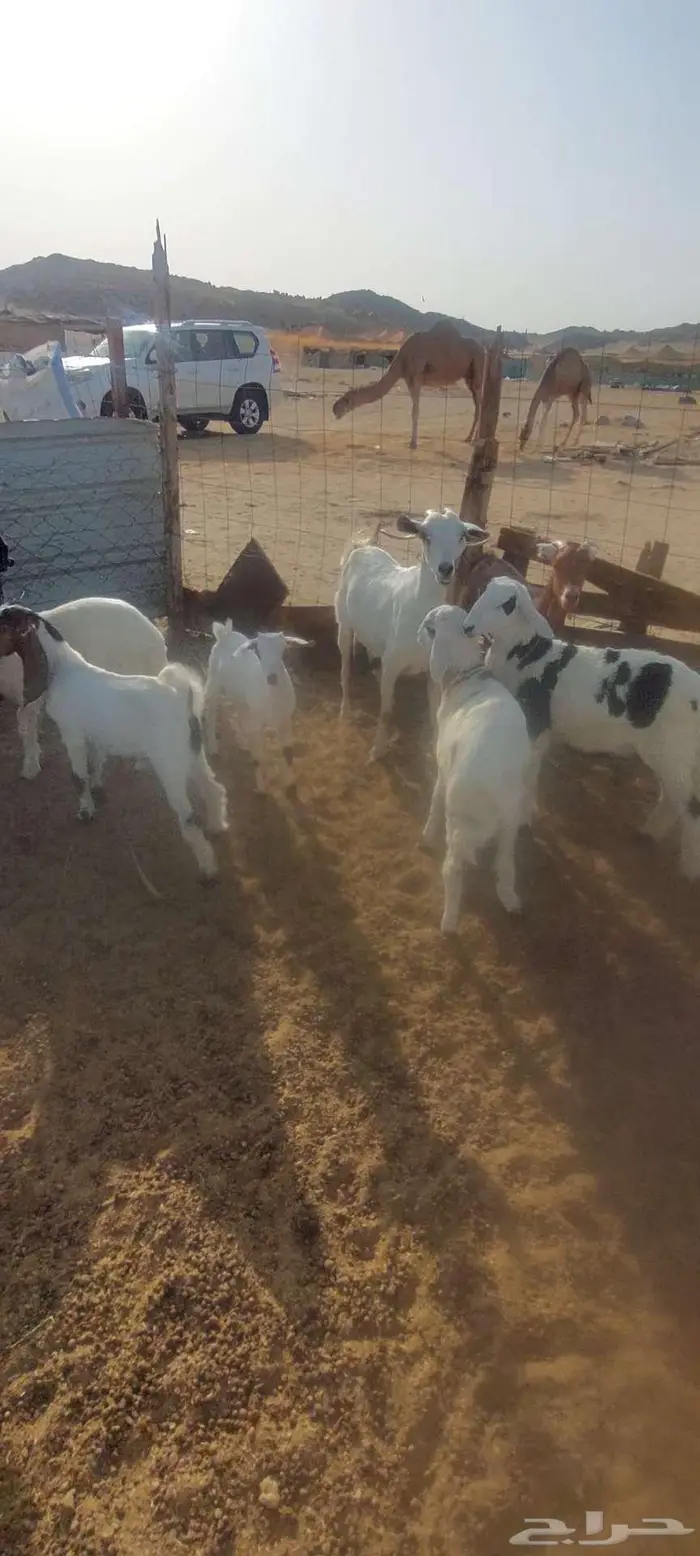 جفار مع الفحل ومعزا خلفات 2