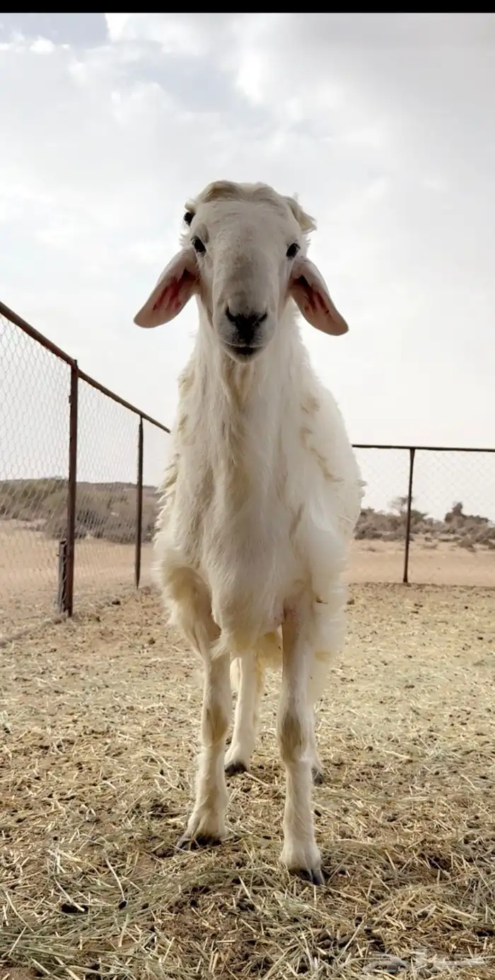 خروف حري مشروع فحل فاخر 1