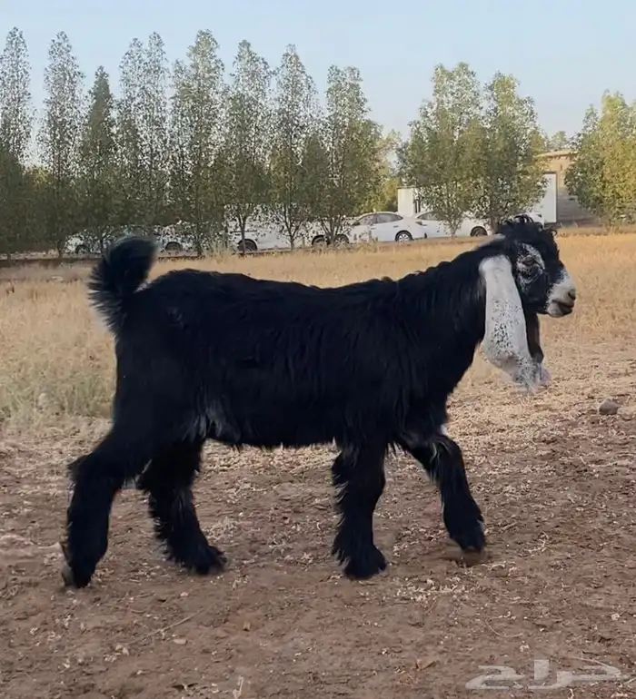 مشروع معرف للبيع 0
