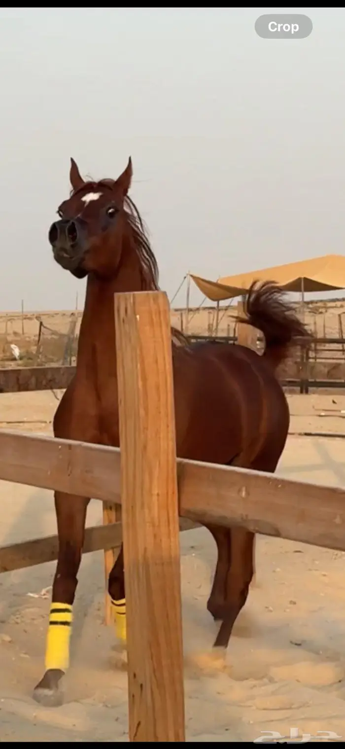 مهر خط جمال معسوف للبيع 3